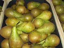 Груша Конференц 1 кг