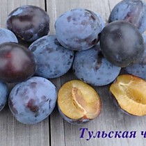 Слива черная сладкая Ташкент 1кг