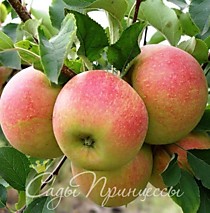 Яблоки сладкие Чемпион 1кг