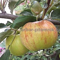 Яблоки Медовые 1 кг