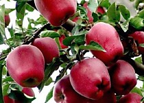 Яблоки Рэд Чиф 1кг